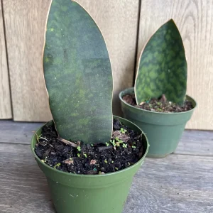 Sansevieria Whale Fin Snake Plant Live Plant – 4 inch Pot – Easy Care Indoor - Image 2