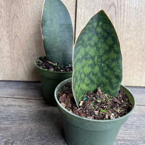 Sansevieria Whale Fin Snake Plant Live Plant – 4 inch Pot – Easy Care Indoor - Image 3