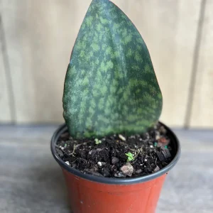 Sansevieria Whale Fin Snake Plant Live Plant – 4 inch Pot – Easy Care Indoor - Image 5