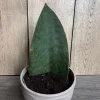 Sansevieria Whale Fin Snake Plant Live Plant – Masoniana – 6 inch Pot – Indoor - Image 1