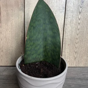 Sansevieria Whale Fin Snake Plant Live Plant – Masoniana – 6 inch Pot – Indoor - Image 2