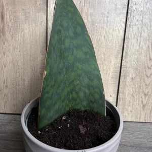 Sansevieria Whale Fin Snake Plant Live Plant – Masoniana – 6 inch Pot – Indoor - Image 3