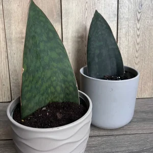 Sansevieria Whale Fin Snake Plant Live Plant – Masoniana – 6 inch Pot – Indoor - Image 8