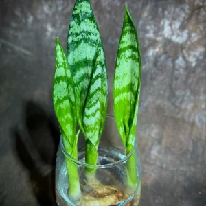 Sansevieria Zeylanica Baby Plant - 2" Green Snake Plant Starter - Indoor Low Light Houseplant - Image 2