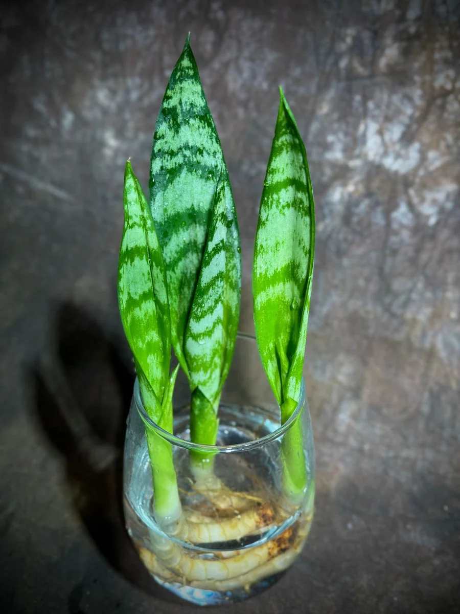 Sansevieria Zeylanica Baby Plant - 2" Green Snake Plant Starter - Indoor Low Light Houseplant - Image 2