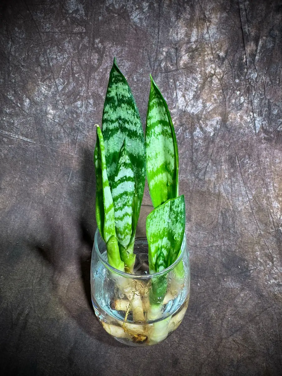 Sansevieria Zeylanica Baby Plant - 2" Green Snake Plant Starter - Indoor Low Light Houseplant - Image 3