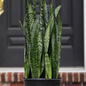 Sansevieria Zeylanica Live Plant – Large Snake Plant – 10 Inch Grow Pot – Low Light Indoor Houseplant - Image 2