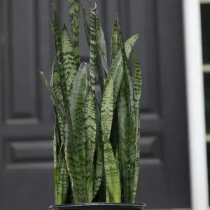 Sansevieria Zeylanica Live Plant – Large Snake Plant – 10 Inch Grow Pot – Low Light Indoor Houseplant - Image 3