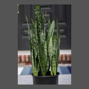 Sansevieria Zeylanica Live Plant – Large Snake Plant – 10 Inch Grow Pot – Low Light Indoor Houseplant - Image 1