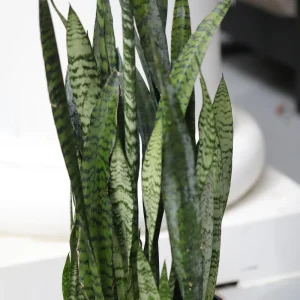 Sansevieria Zeylanica Live Plant – Large Snake Plant – 10 Inch Grow Pot – Low Light Indoor Houseplant - Image 4