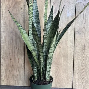 Sansevieria Zeylanica Live Plant – Snake Plant – 6 inch Pot – Indoor - Image 3