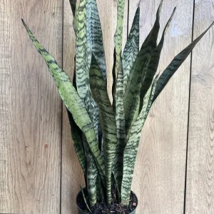 Sansevieria Zeylanica Live Plant – Snake Plant – 6 inch Pot – Indoor - Image 1