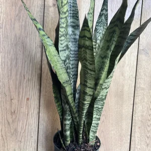 Sansevieria Zeylanica Live Plant – Snake Plant – 6 inch Pot – Indoor - Image 4