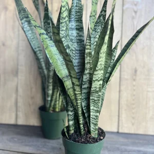Sansevieria Zeylanica Live Plant – Snake Plant – 6 inch Pot – Indoor - Image 7