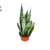Sansevieria Zeylanica Live Plant – Snake Plant Indoor – 6 inch Pot - Image 1