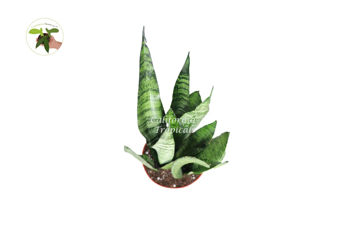 Sansevieria Zeylanica Live Plant – Snake Plant Indoor – 6 inch Pot - Image 2