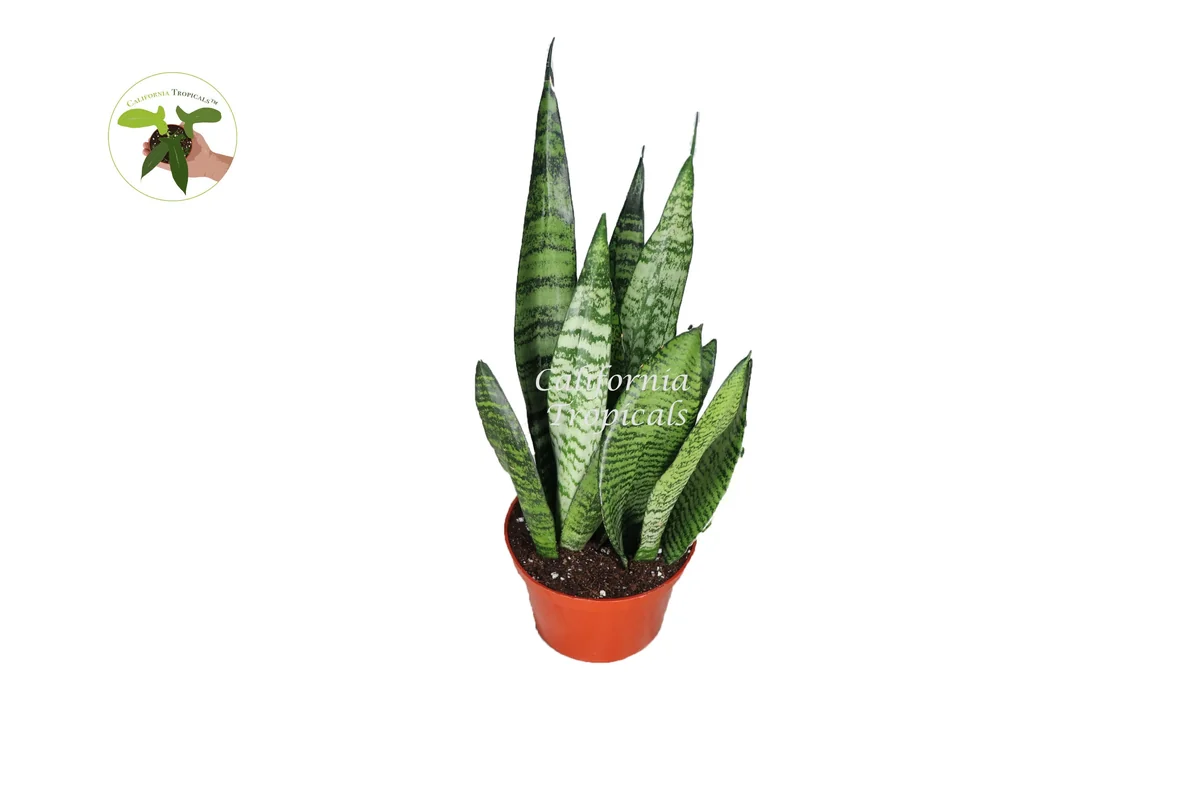 Sansevieria Zeylanica Live Plant – Snake Plant Indoor – 6 inch Pot - Image 1