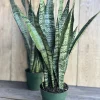Sansevieria Zeylanica Snake Plant – Live Indoor Houseplant – 4 inch Pot - Image 1