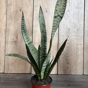 Sansevieria Zeylanica Snake Plant – Live Indoor Houseplant – 4 inch Pot - Image 2