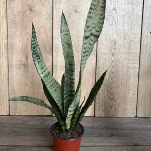 Sansevieria Zeylanica Snake Plant – Live Indoor Houseplant – 4 inch Pot - Image 4