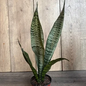 Sansevieria Zeylanica Snake Plant – Live Indoor Houseplant – 4 inch Pot - Image 5