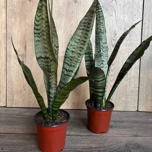 Sansevieria Zeylanica Snake Plant – Live Indoor Houseplant – 4 inch Pot - Image 7