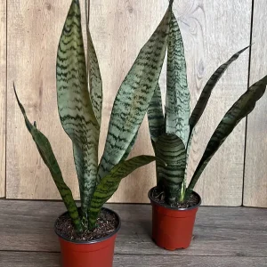 Sansevieria Zeylanica Snake Plant – Live Indoor Houseplant – 4 inch Pot - Image 8