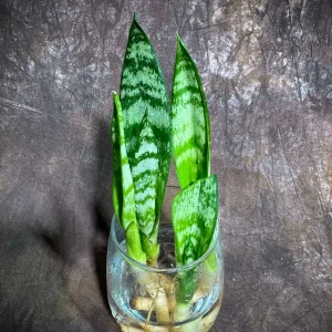 Sansevieria Zeylanica Snake Plant Live Plant – 2 inch Starter Cut – Indoor Air Purifier - Image 3