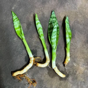 Sansevieria Zeylanica Snake Plant Live Plant – 2 inch Starter Cut – Indoor Air Purifier - Image 4