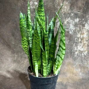 Sansevieria Zeylanica Snake Plant Live Plant – 6 inch Pot – Indoor Air Purifier - Image 2
