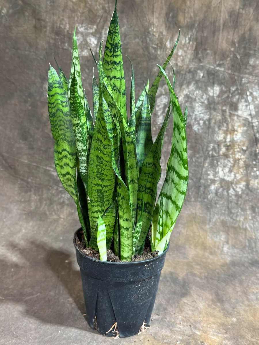 Sansevieria Zeylanica Snake Plant Live Plant – 6 inch Pot – Indoor Air Purifier - Image 3