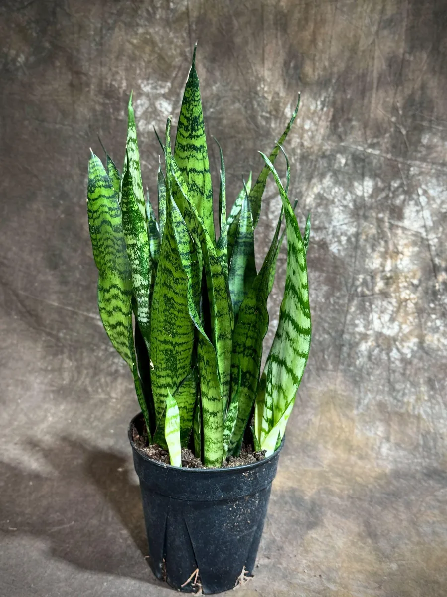 Sansevieria Zeylanica Snake Plant Live Plant – 6 inch Pot – Indoor Air Purifier - Image 4
