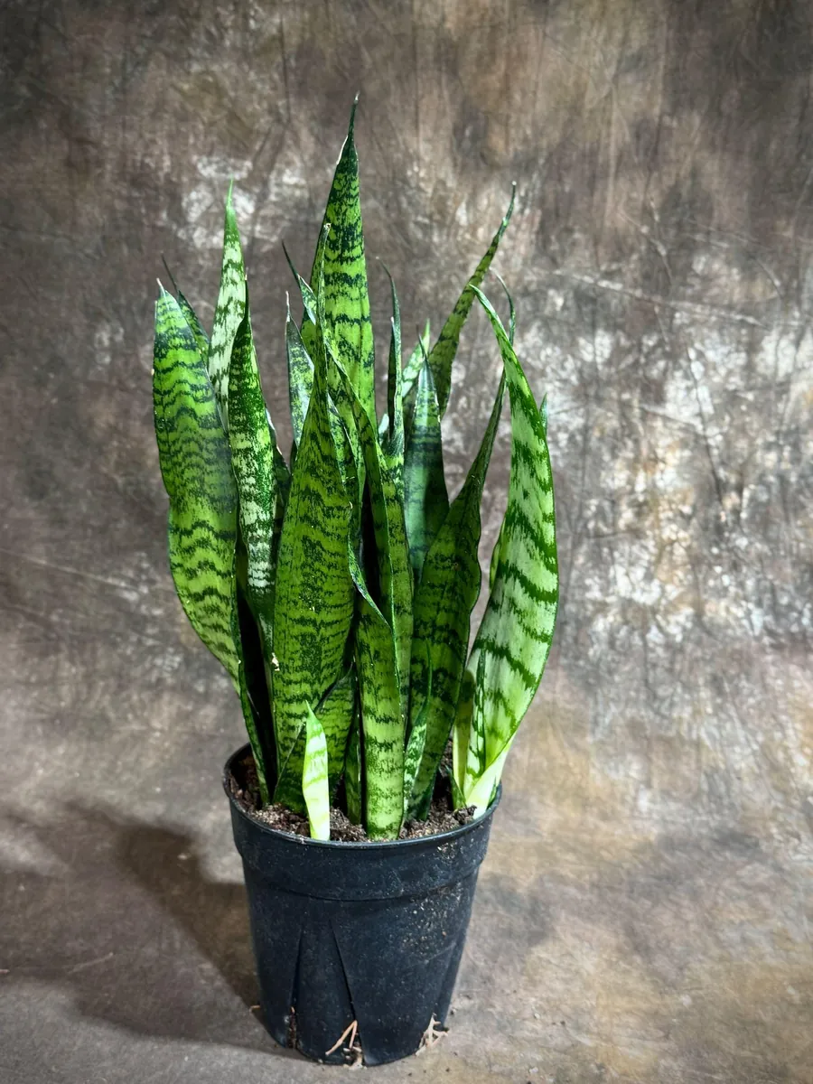 Sansevieria Zeylanica Snake Plant Live Plant – 6 inch Pot – Indoor Air Purifier - Image 6