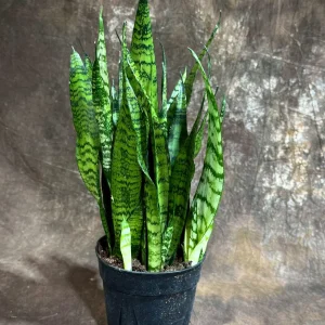 Sansevieria Zeylanica Snake Plant Live Plant – 6 inch Pot – Indoor Air Purifier - Image 7