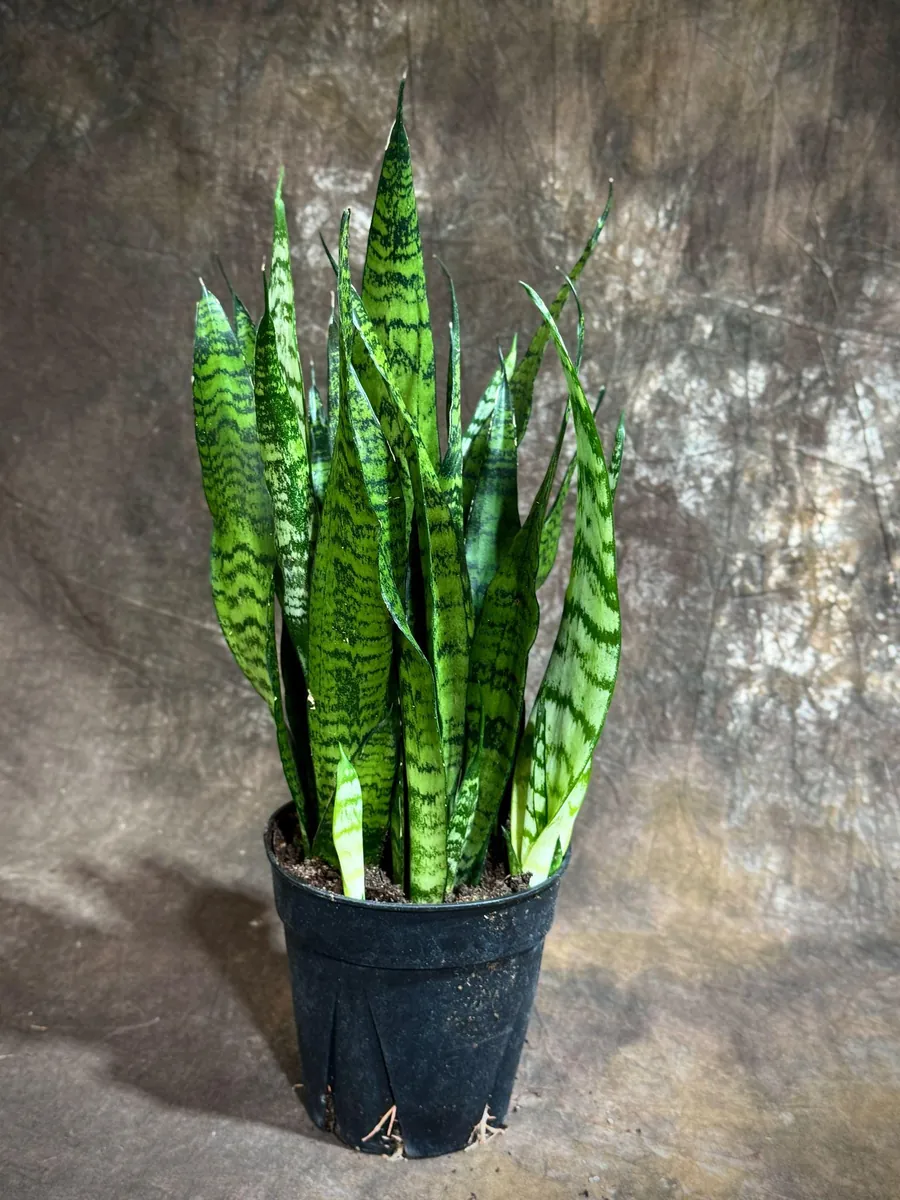 Sansevieria Zeylanica Snake Plant Live Plant – 6 inch Pot – Indoor Air Purifier - Image 7