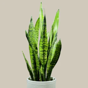 Sansevieria Zeylanica Snake Plant Live Plant - Indoor Air Purifier - Image 1
