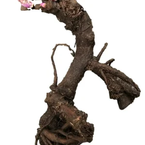 Santa Fe Peony Bareroot - Hot Pink Flowers, 2-3 Eye, Zone 4-8, 30-36