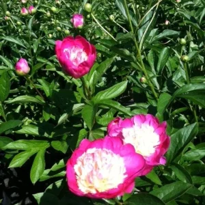 Santa Fe Peony Bareroot - Hot Pink Flowers, 2-3 Eye, Zone 4-8, 30-36