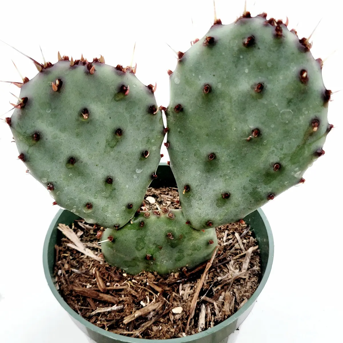 Santa Rita Purple Prickly Pear Cactus Live Plant - Opuntia Santa Rita Succulent - Image 3