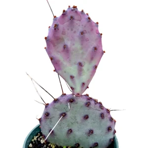 Santa Rita Purple Prickly Pear Cactus Live Plant - Opuntia Santa Rita Succulent - Image 1