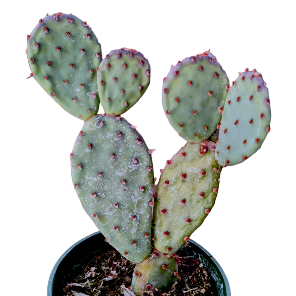 Santa Rita Purple Prickly Pear Cactus Live Plant - Opuntia Santa Rita Succulent - Image 4