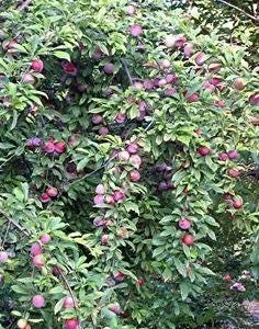 Santa Rosa Plum Tree Bare-Root - Self-Fertile Fruit Tree for Home Gardens - Image 4