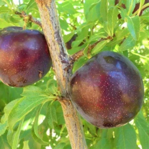 Santa Rosa Plum Tree Bare-Root - Self-Fertile Fruit Tree for Home Gardens - Image 7