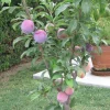 Santa Rosa Plum Tree Bare-Root - Self-Pollinating Fruit Tree - Image 1