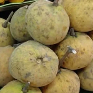 Santol Live Plant - 2 Feet Tall, Fruit Tree, Edible Fruit, 3 Gallon Pot - Image 1