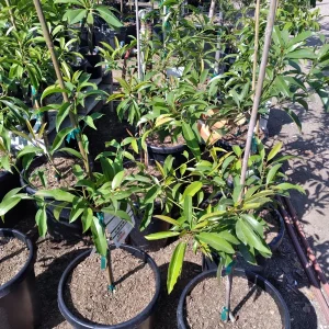 Sapodilla Live Plant – 2 to 3 Feet Tall – Ship in 3 Gallon Pot – Fruit Tree - Image 2