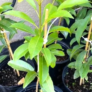 Sapodilla Live Plant – 20-26 inch Tree in 1 Gallon Pot – Tropical Fruit - Image 3