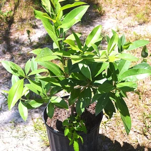 Sapodilla Live Plant – 20-26 inch Tree in 1 Gallon Pot – Tropical Fruit - Image 4