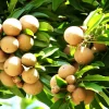 Sapodilla Live Plant – 20-26 inch Tree in 1 Gallon Pot – Tropical Fruit - Image 1