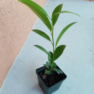 Sapodilla Manilkara Zapota Live Fruit Plant – 6-10 inch Tropical Nispero Tree - Image 2